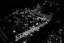 Georgia Harizani is an independent Greek designer specializing in typographic identities, editorial design, and concept-driven branding.