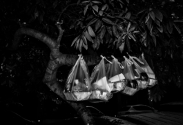 Georgia Harizani is an independent Greek designer specializing in typographic identities, editorial design, and concept-driven branding.