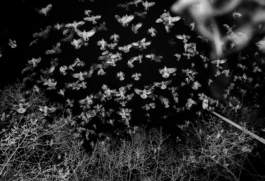 Georgia Harizani is an independent Greek designer specializing in typographic identities, editorial design, and concept-driven branding.