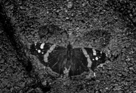 Georgia Harizani is an independent Greek designer specializing in typographic identities, editorial design, and concept-driven branding.